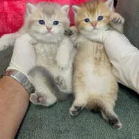 پشمکای خوشگل|گربه|یزد, |دیوار