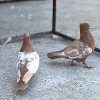 سینه زرد جفتی|پرنده|شیراز, تندگویان|دیوار