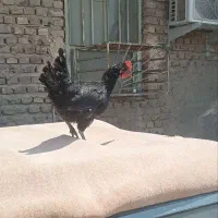 جوجه مرغ محلی  ویک عدد مرغ محلی