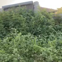 فروش زمین ۲۱۴ متری|فروش زمین و ملک کلنگی|رودسر, |دیوار