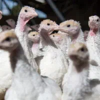 استخدام کارگر مرغداری با سابقه کاری