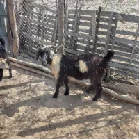 بزهکوهیوگوشتی
