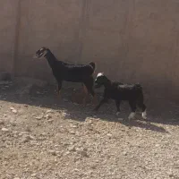بره نر وماده گوسفند بز|حیوانات مزرعه|اهواز, بهارستان|دیوار