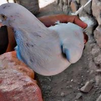 کبوتر|پرنده|سراوان, |دیوار