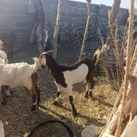 دوتا گیسه پاکستانی قیمت دوتا 15تومن|حیوانات مزرعه|قلعه گنج, |دیوار