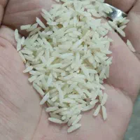 برنج هاشمی مازندران