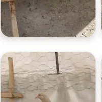 کرم خطی ماده تخم کن