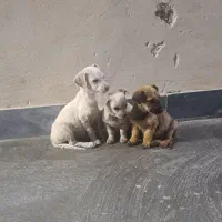 توله پا کوتاه