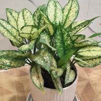 گل وگیاه اگلونما