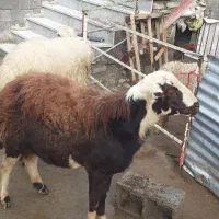 میش و بره / بره قوچ|حیوانات مزرعه|صحنه, |دیوار