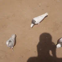 کبوتر طوقی|پرنده|شراء, |دیوار