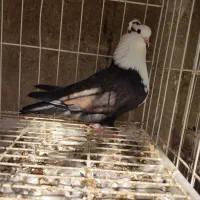 کبوتر کربلای