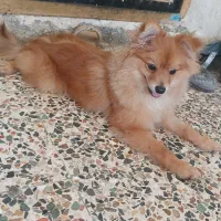 سگ پامر روبای