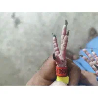 عربستان|پرنده|باوی, |دیوار