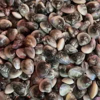 کالنگ (صدف) خوراکی