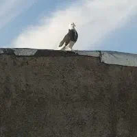 کبوتر. گمشده