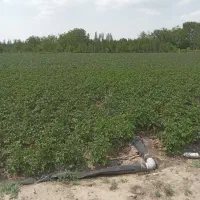 زمین زراعی ۹۶۵۰ متر عجب شیر روستای مهرآباد