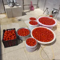 رب محلی|خوردنی و آشامیدنی|کامیاران, |دیوار