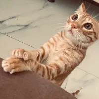 واگذاری گربه خانگی|گربه|کیش, |دیوار