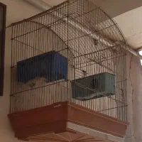 قفس مرغ عشق و عروس