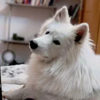 سگ گمشده|حیوانات|اصفهان, پروین|دیوار