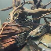 فروش فوری و زیرقیمت 4پنکوسی سرحال فقط150