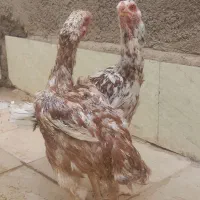 خروس‌لاری‌اصل|حیوانات مزرعه|هامون, |دیوار