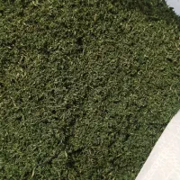 شوید کیلو ۲۵۰