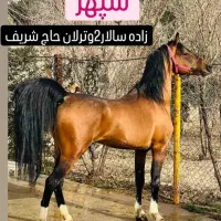 اسب کره طلای 5 نشان معاوضه با بز گوسفند موتور|اسب و تجهیزات اسبسواری|شیراز, شهرک نیایش|دیوار