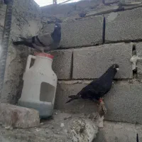 جفت نر ماده گوک|پرنده|ایرانشهر, |دیوار