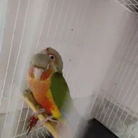 گرینچیک دبل رد