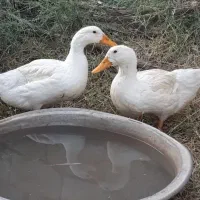 اوردک