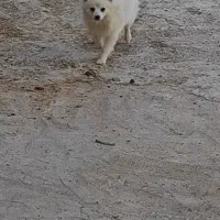 سگ پاپی پامر خونگی