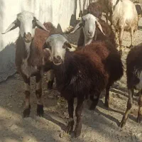 فروش بره میش قوچ پلنگی|حیوانات مزرعه|بروجرد, |دیوار