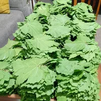 دلمه برگ مو با گوشت گرم گوسفندی با بالاترین کیفیت|خوردنی و آشامیدنی|شیراز, معالی‌آباد|دیوار