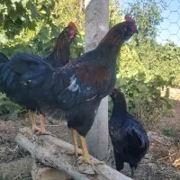 یک عددخروس سیاه