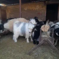 کهره بره نر|حیوانات مزرعه|سرچهان, |دیوار