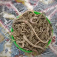 کرم خاکی برای ماهیگیری