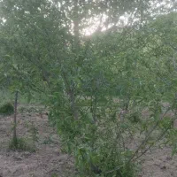 باغ-توییجین