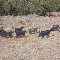 بز خوب داشتی