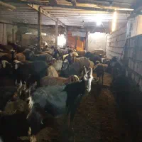 بره ۲۰کیلویی