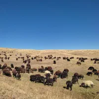 دام در تهران توحید وستارخان انقلاب زنده|حیوانات مزرعه|تهران, توحید|دیوار