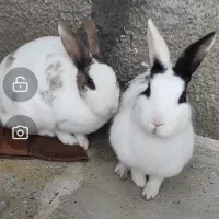 خرگوش نر و ماده