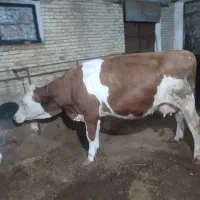 گاوسیمنتال هشت ماه ابستن