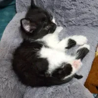 واگزاری توله گربه