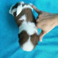 فروش سگ های جیبی و مینیاتوری،گربه های خانگی|سگ|تبریز, |دیوار