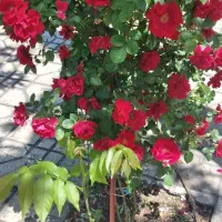 آپارتمان ۵۹متری. سند شش دونگ