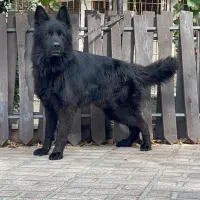 سگ های گارد و بزرگ و فول نگهبان