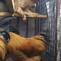 خروس برهما|حیوانات مزرعه|اقبالیه, |دیوار