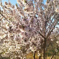 خونه-باغ-کشاورزی-کشاورزی-منطقه-زاینده-رود